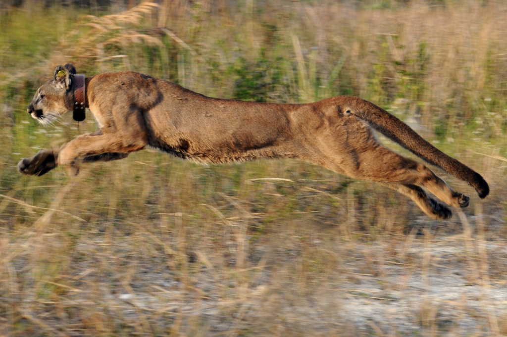 Garden and Gun, Florida Panthers